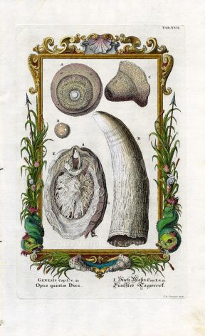 SCHEUCHZER WHALE TOOTH & MARINE LIFE RARE COPPERPLATE ENGRAVING 1731