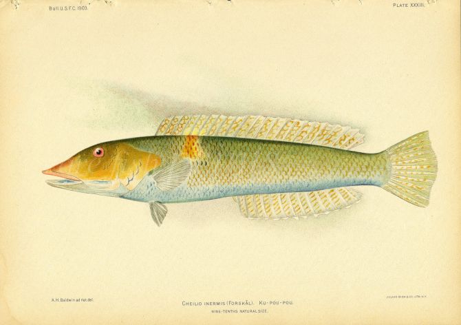 CIGAR WRASSE print (Cheilio Inermis)