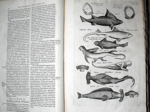 JONSTON & MERIAN - BOOK DETAIL