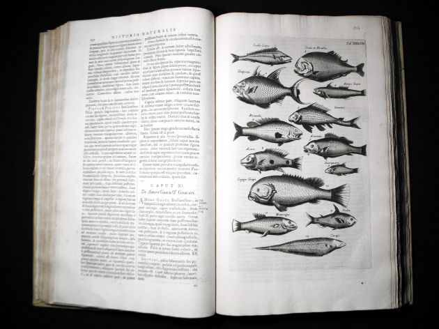 JONSTON & MERIAN - BOOK DETAIL