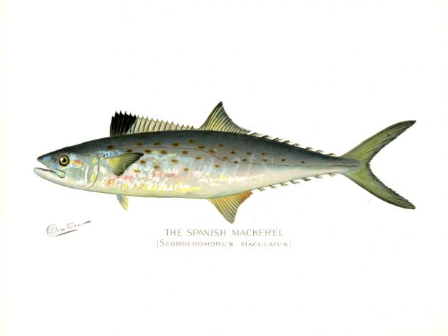 THE SPANISH MACKEREL print (Scomberomorus)