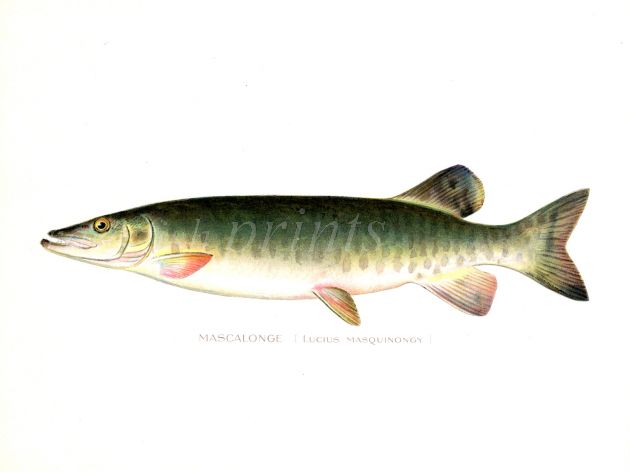 THE MASCALONGE PIKE print (Lucius Masquinongy)