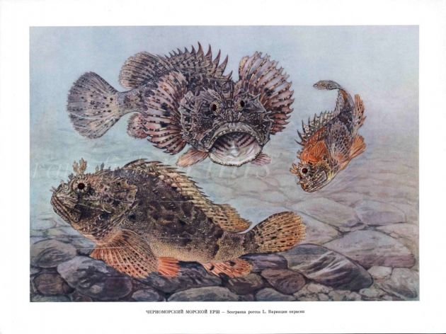 SCORPION FISH print