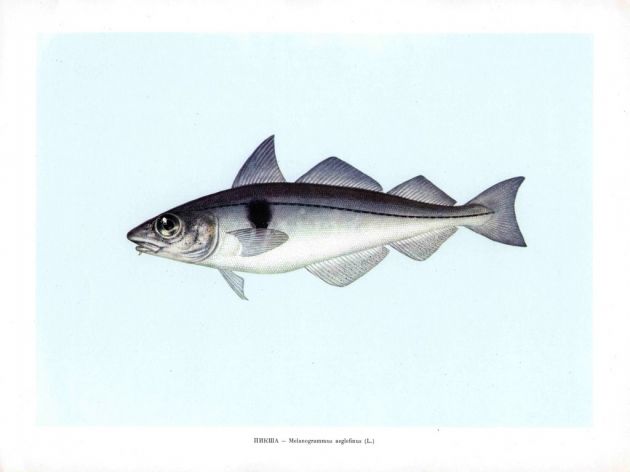 THE HADDOCK print