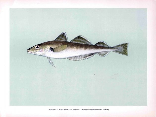 THE WHITING print