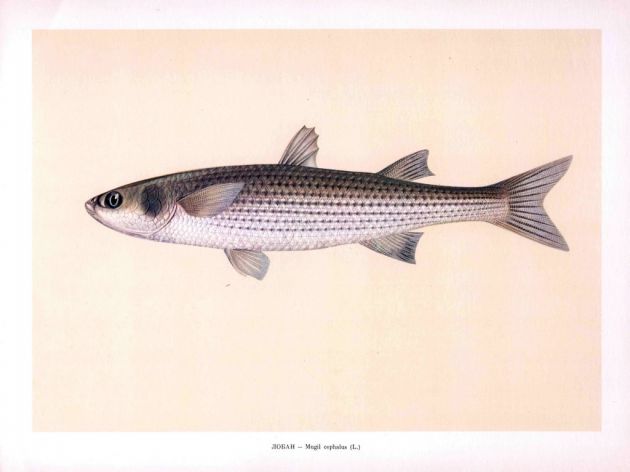 THE STRIPED MULLET print
