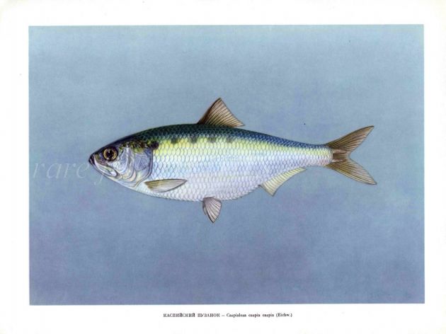 THE CASPIAN SHAD print