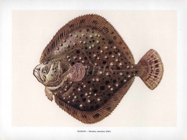 THE TURBOT print