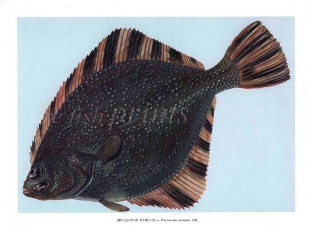 THE STARRY FLOUNDER print