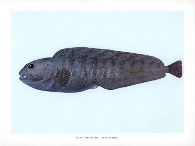 THE ATLANTIC WOLFFISH print