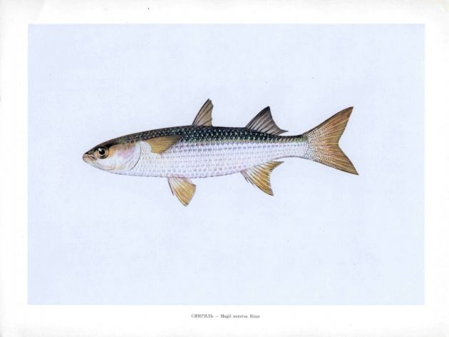 THE GOLDEN GREY MULLET print