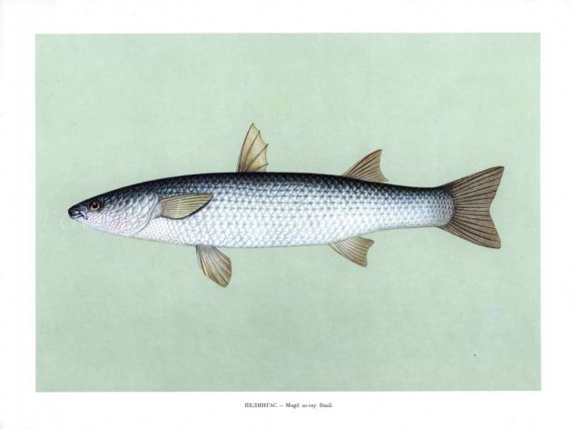 THE RUSSIAN GREY MULLET print