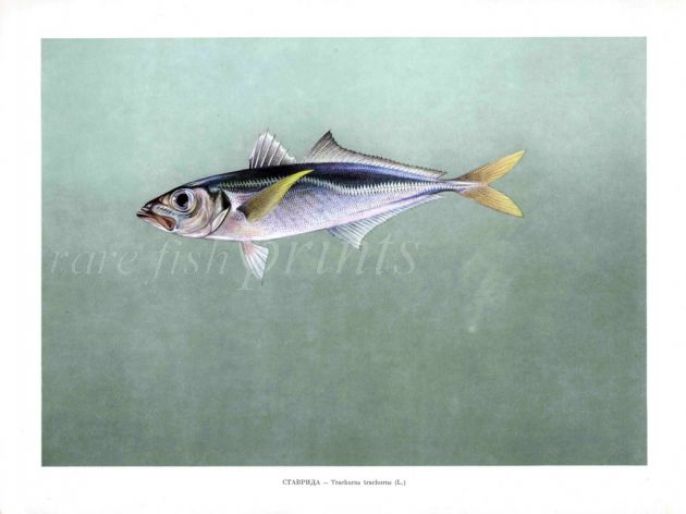 THE ATLANTIC HORSE MACKEREL print