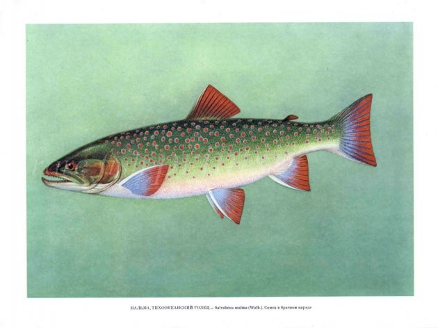 DOLLY VARDEN TROUT Male print