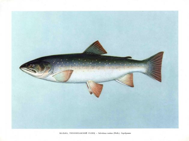 THE DOLLY VARDEN TROUT Female print