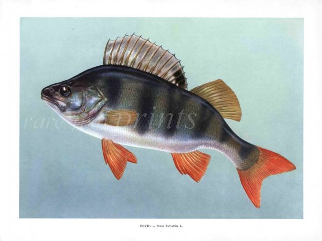 THE PERCH print