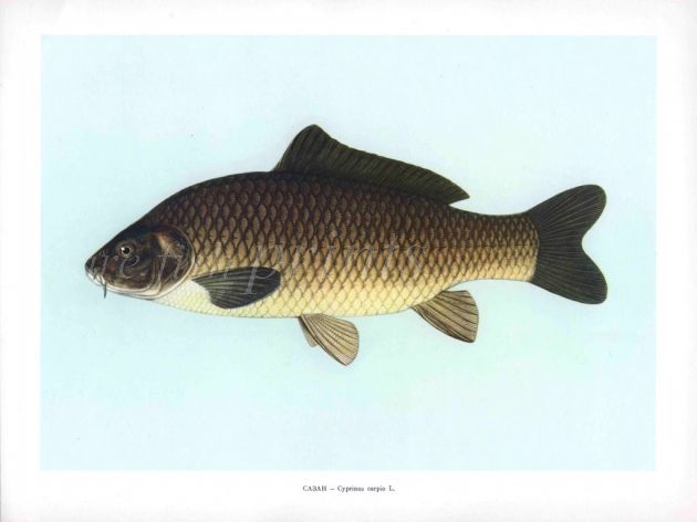 THE COMMON CARP print