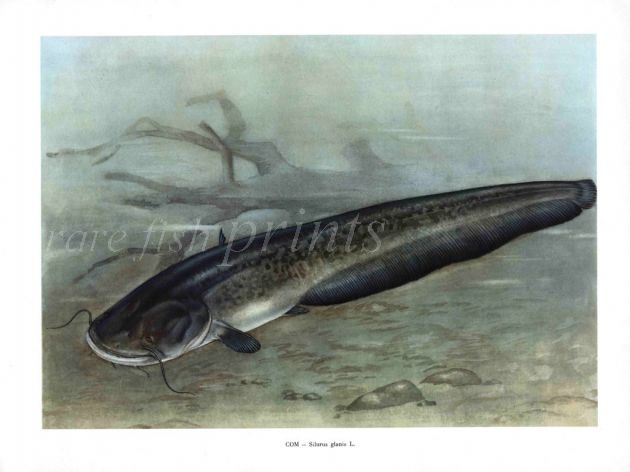 THE WELS CATFISH print