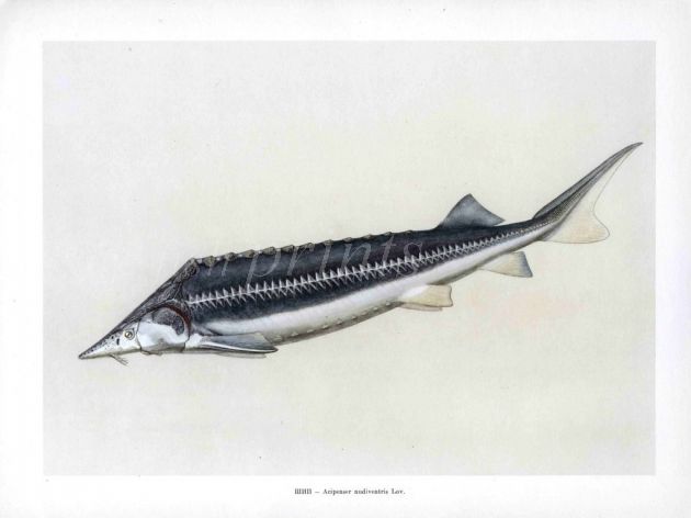 THE SHIP STURGEON print