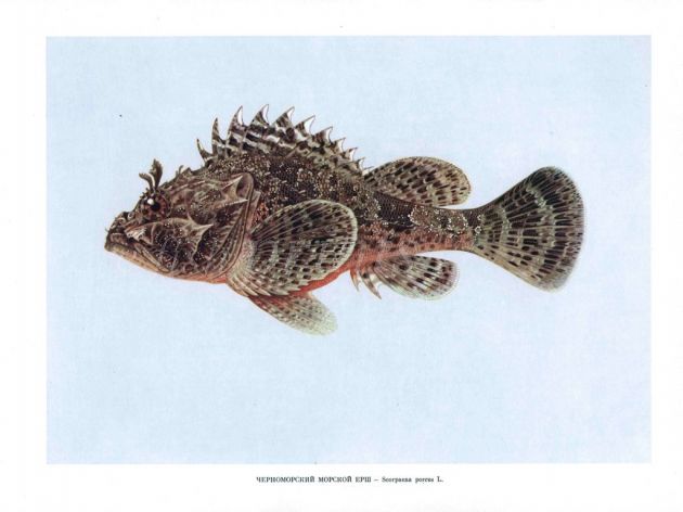 THE SCORPION FISH print