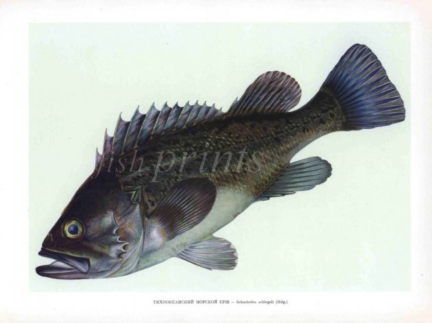 THE BLACK ROCKFISH print