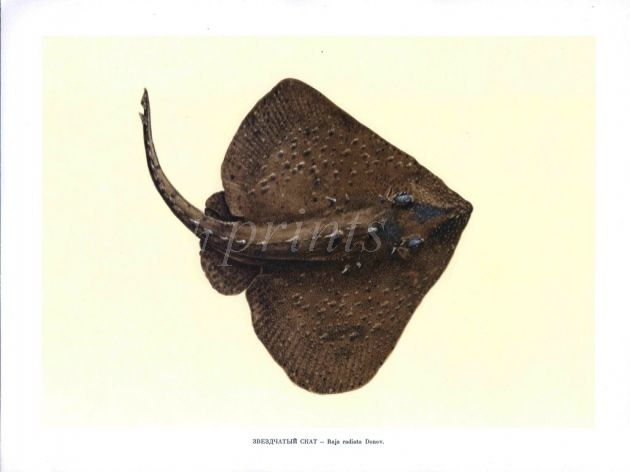 THE THORNY SKATE print