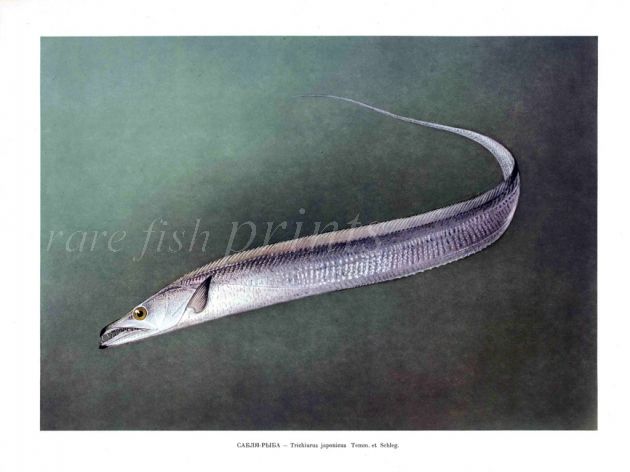 THE LARGEHEAD HAIRTAIL print