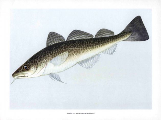 THE ATLANTIC COD print