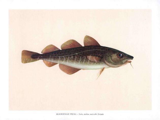 THE WHITE SEA COD print
