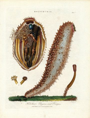 J. WILKS ENCY. LOND: MARINE LIFE: HOLOTHURIA ELEGANS & PRIAPUS SEA CUCUMBER print 1796 - 1822