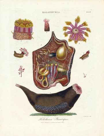 WILKS ENCY. LONDINENSIS - MARINE LIFE: HOLOTHURIA PHANTAPUS - SEA CUCUMBER print 1796 - 1828