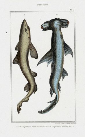 LACÉPÈDE TOPE & HAMMERHEAD SHARK print