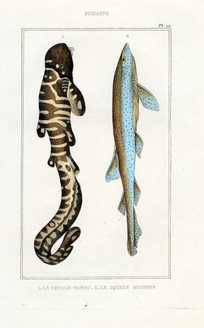 LACÉPÈDE BEARDED SHARK print