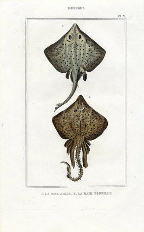 LACÉPÈDE ROUGH RAY print