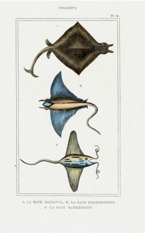 LACÉPÈDE MANTA RAY, DEVIL RAY print