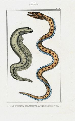 LACÉPÈDE ELECTRIC EEL print