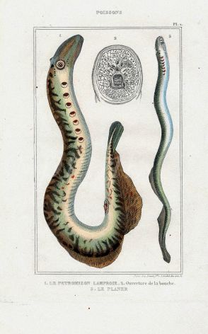 LACÉPÈDE LAMPREY print