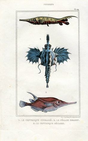 LACÉPÈDE SNIPE, SEA DRAGON, KNIFEFISH print