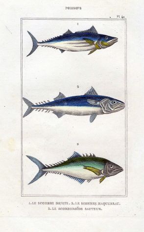 LACÉPÈDE BONITO,SPANISH MACKEREL, JUMPER print