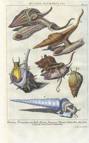 DEZALLIER - CONCHOLOGY: PL.4  MARINE SNAILS -  NORTHERN WHELK, MUREX, AUGER shell print