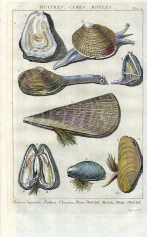 DEZALLIER - CONCHOLOGY: PL. 5 - BIVALVES - OYSTER, PEN, MUSSEL shell print
