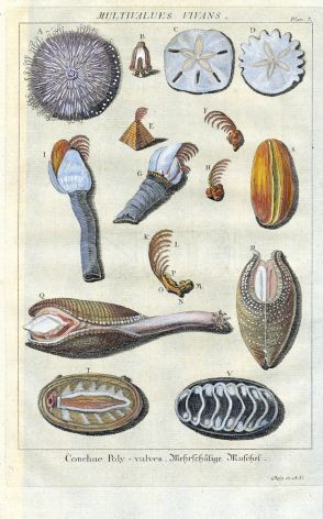 DEZALLIER - CONCHOLOGY: PL. 7 -  MOLLUSCS, SEA URCHINS, GOOSE BARNACLES, ANGEL WINGS shell print