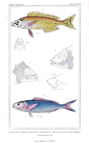 THE BLUE SPOTTED PICAREL & COESIO print