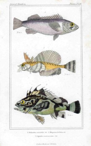 DUSKY ROCKFISH, SCULPIN, PORKEY print