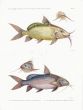 H.N. ZOOLOGIE. POISSONS: Pl. 13 Pimelodus - MOUSTACHE CATFISH print 1821 -1830