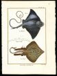THE STINGRAY & THORNBACK RAY print