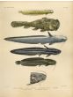 AFGHANA, SQUAREHEAD, GREY & STRIPED EEL CATFISH print