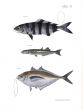 PILOT FISH, SILVERSIDE & SERIOLE fish print
