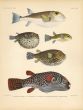 LINEATUS, BLACK SPOTTED PUFFERFISH & SMOOTH, BANDED LEOPARD BLOWFISH print