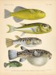 NARITUS, LUNATAIL, MILK SPOTTED & OCELLATED PUFFERFISH & LATTICE BLAASOP print